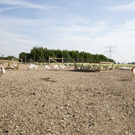 Kippen lopen buiten